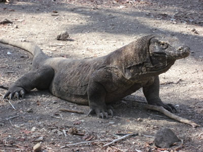 Komodo Dragon, Indonesia